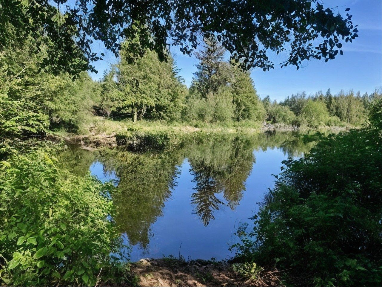 Still water reflecting the trees along a quiet shoreline